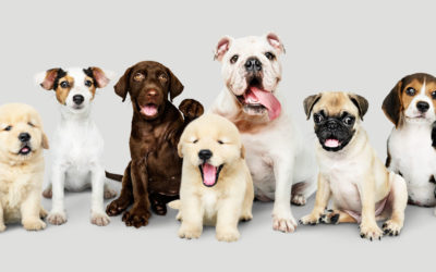 Descubre la Fascinante Diversidad de Razas Caninas y sus Encantadoras Personalidades en Bestcan Hotel Canino